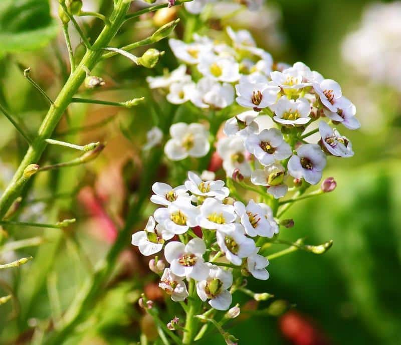 Is Alyssum Poisonous to Dogs?