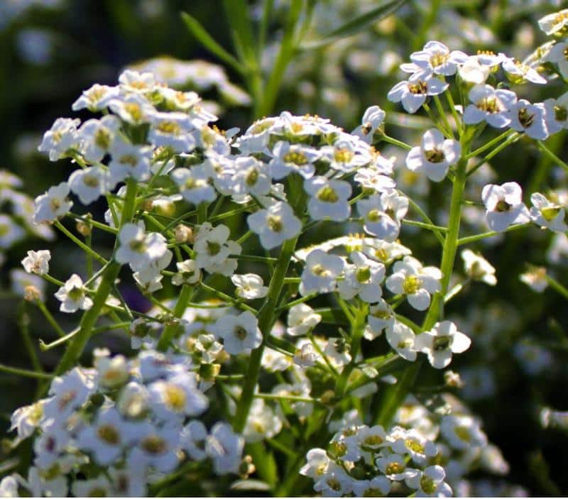Is Alyssum Toxic to Dogs?
