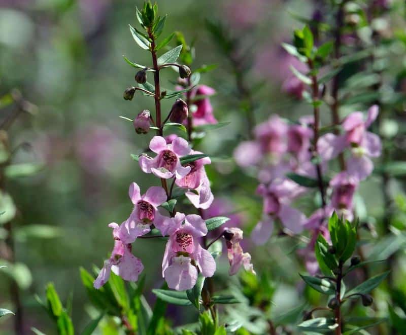 Is Angelonia Poisonous to Dogs?