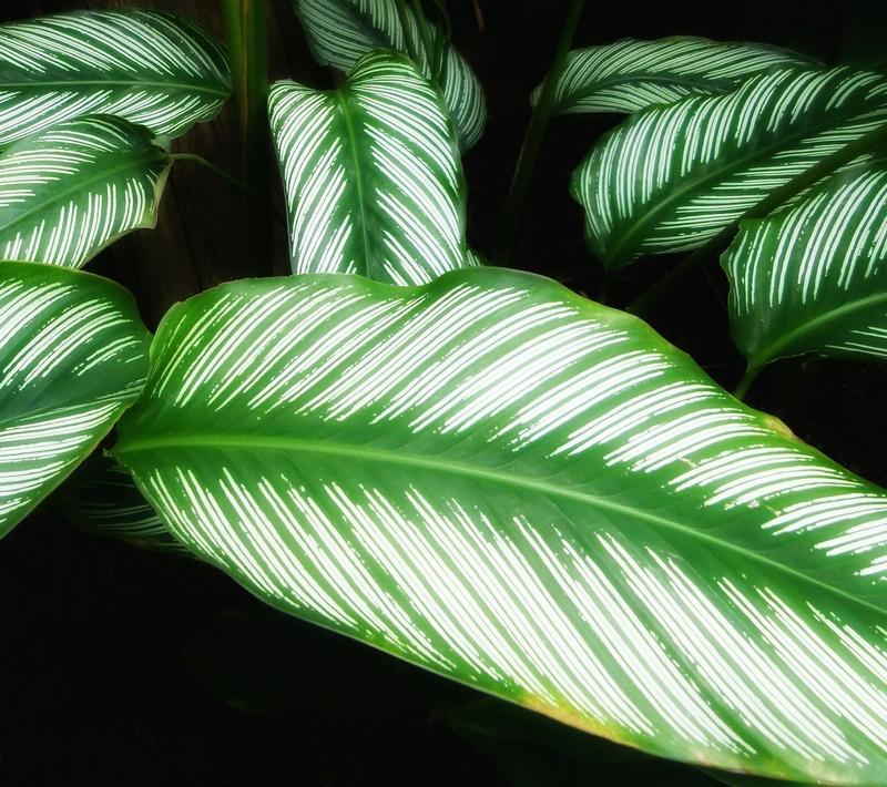 Is Calathea Poisonous to Dogs?