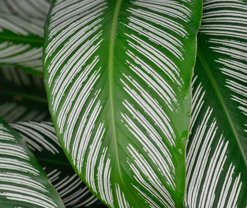 Is Calathea Safe for Dogs?