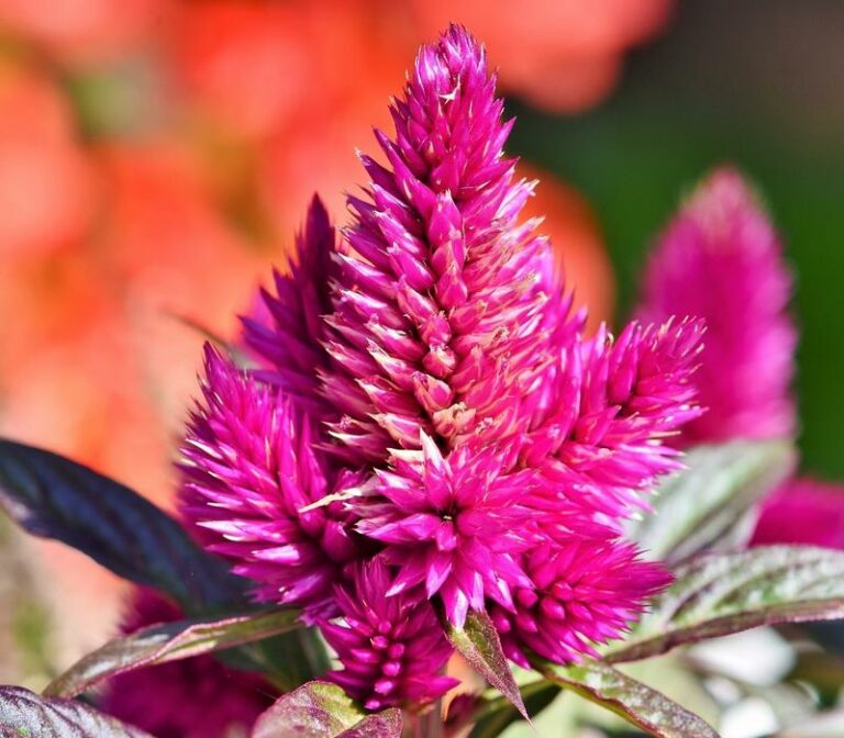 Is Celosia Poisonous to Dogs? Is Celosia Toxic to Dogs? [Answered]