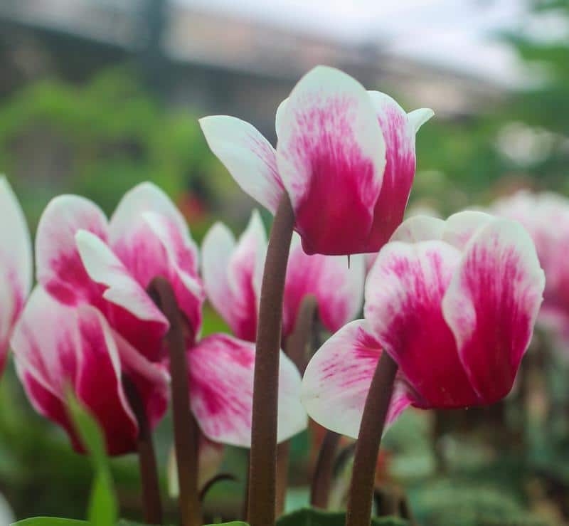 Is Cyclamen Poisonous to Dogs?