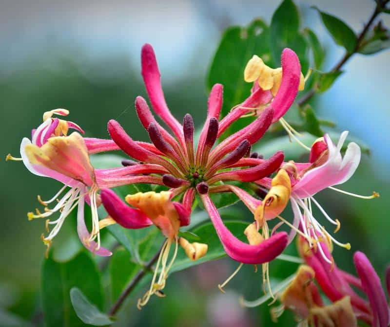 Is Honeysuckle Poisonous to Dogs?