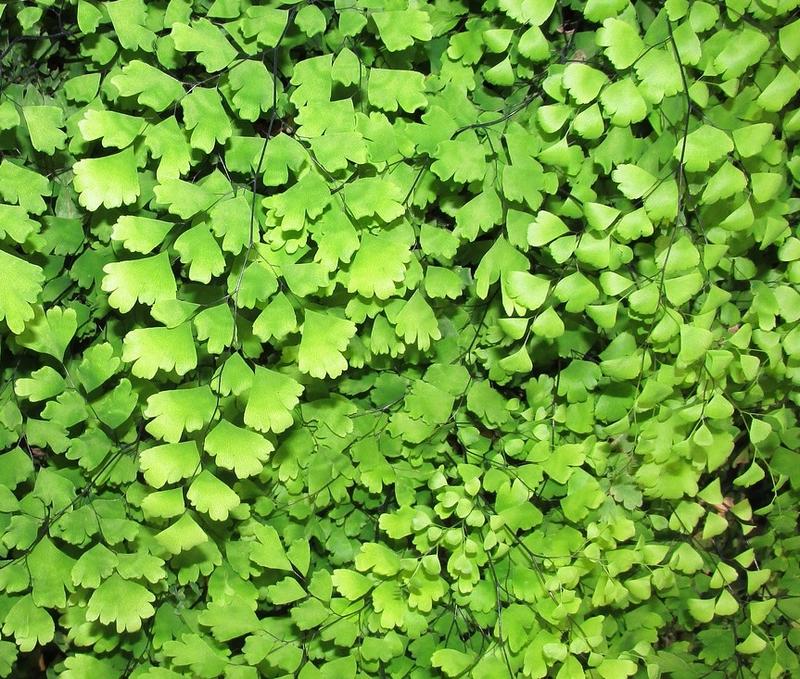 Is Maidenhair Fern Poisonous to Dogs?