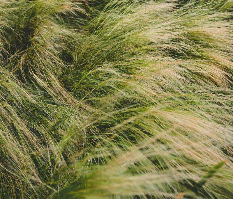 Is Mexican Feather Grass Poisonous to Dogs?