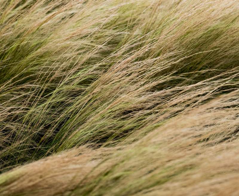 Is Mexican Feather Grass Toxic to Dogs?