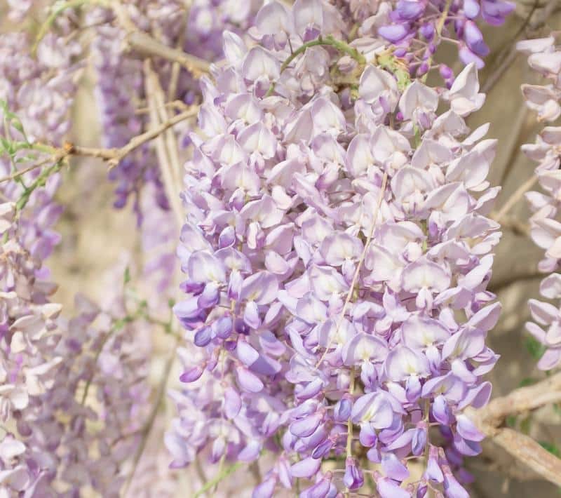 Is Wisteria Poisonous to Dogs?