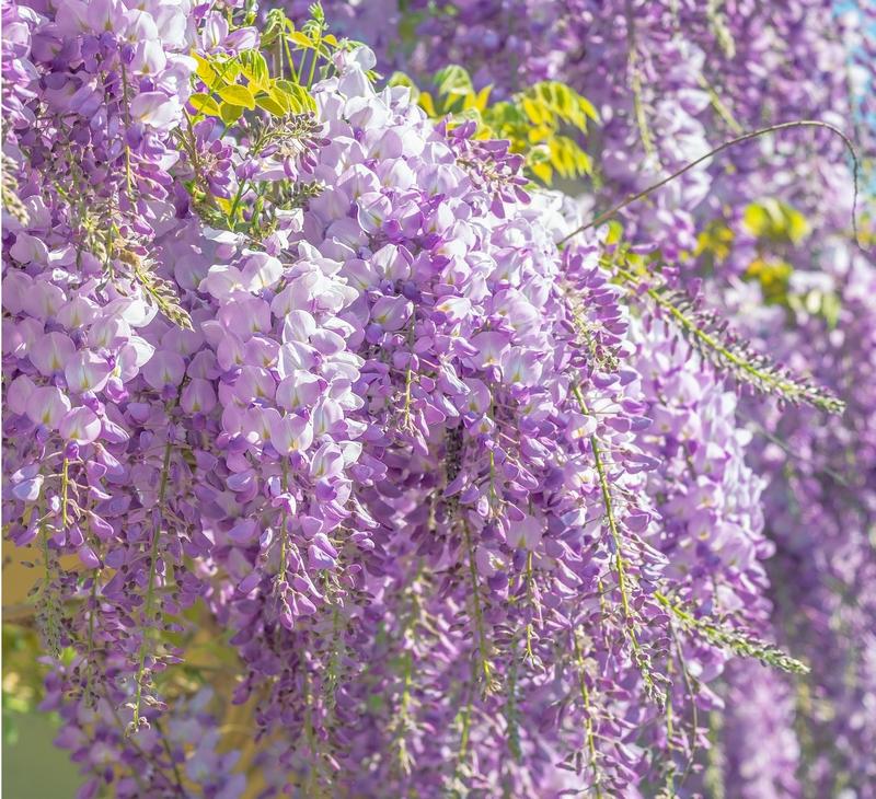 Is Wisteria Toxic to Dogs?