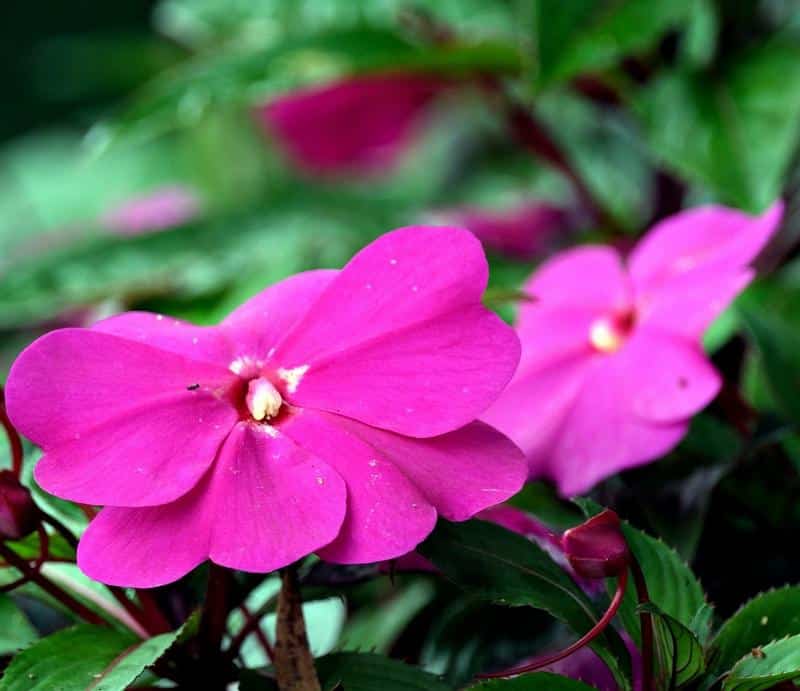 New Guinea Impatiens Safe for Dogs