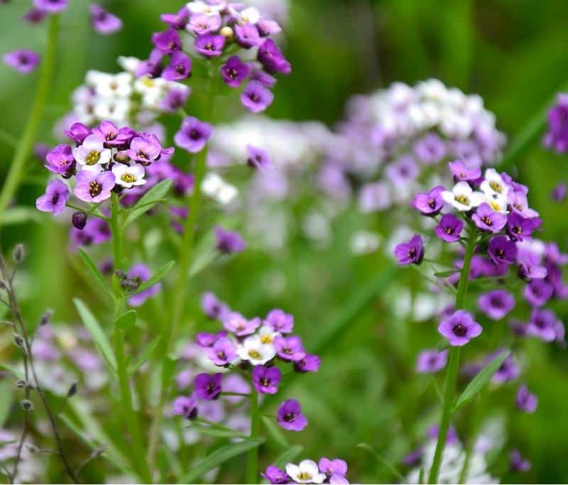 What to Do if Dog Eats Alyssum