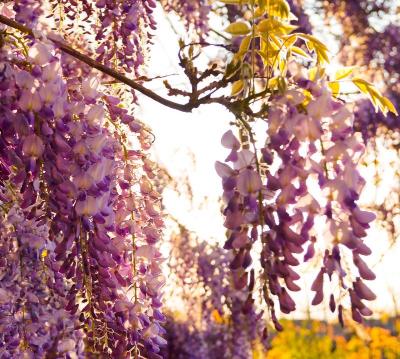 What to Do if Dog Eats Wisteria
