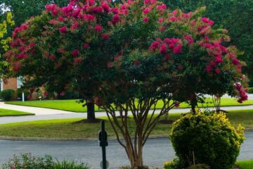 Are Crepe Myrtles Poisonous to Dogs?