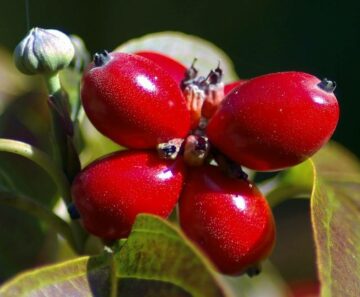Are Dogwood Berries Poisonous to Dogs?