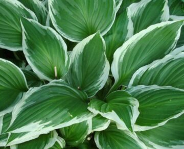 Are Hostas Poisonous to Dogs?