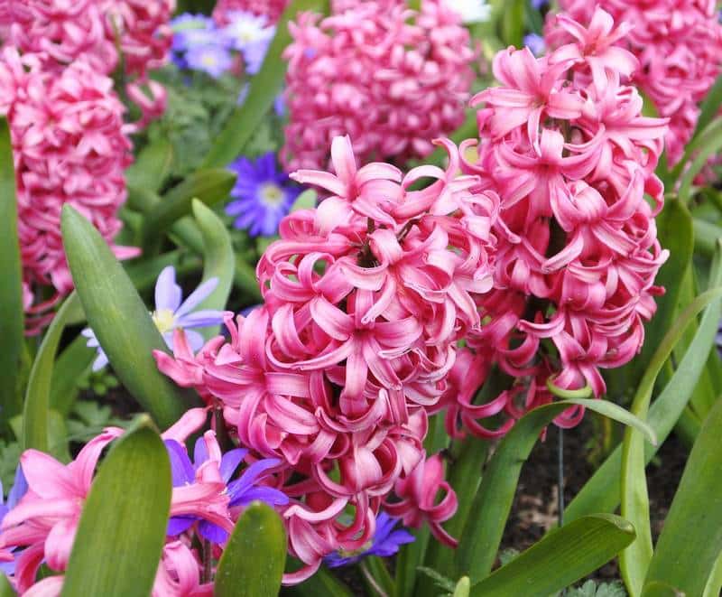 Are Hyacinths Poisonous to Dogs?