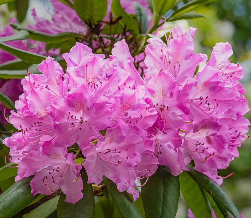 Are Rhododendrons Poisonous to Dogs?
