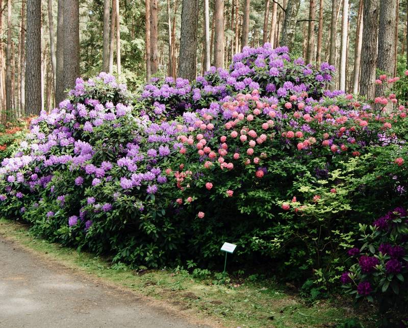 Are Rhododendrons Toxic to Dogs?