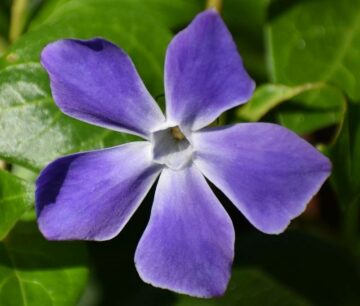 Are Vinca Poisonous to Dogs?