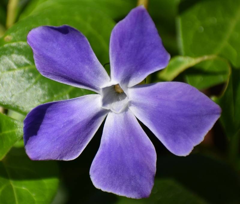 Are Vinca Poisonous to Dogs?