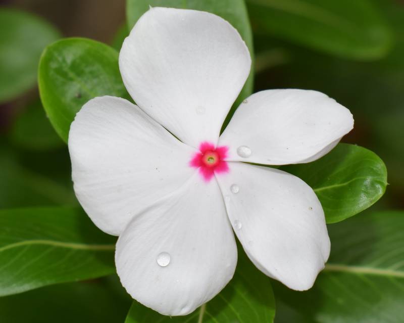 Are Vinca Toxic to Dogs?