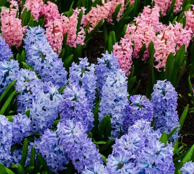 Hyacinths Safe for Dogs