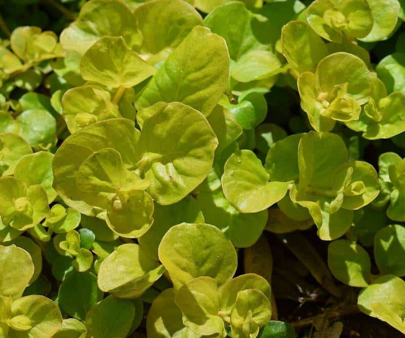 Is Creeping Jenny Safe for Dogs?