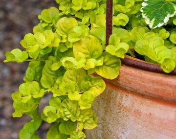 Is Creeping Jenny Toxic to Dogs?