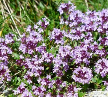Is Creeping Thyme Safe for Dogs?