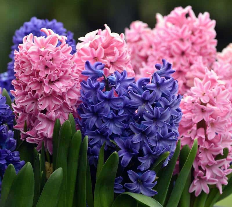 Is Hyacinth Toxic to Dogs?