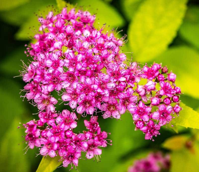 Is Spirea Toxic to Dogs? Is Spirea Poisonous to Dogs? [Answered]
