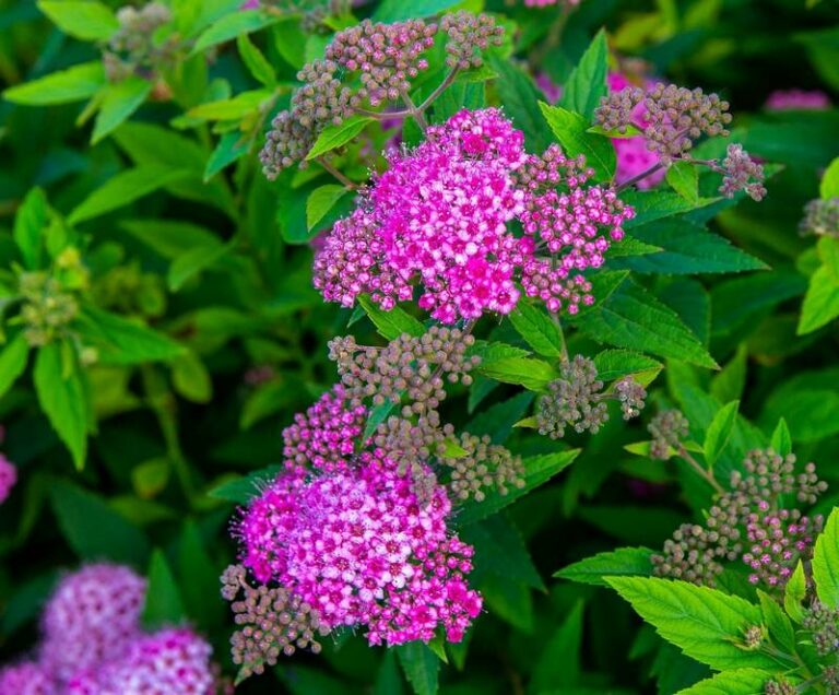 Is Spirea Toxic to Dogs? Is Spirea Poisonous to Dogs? [Answered]
