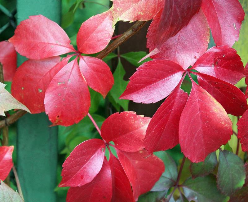 Is Virginia Creeper Toxic to Dogs?