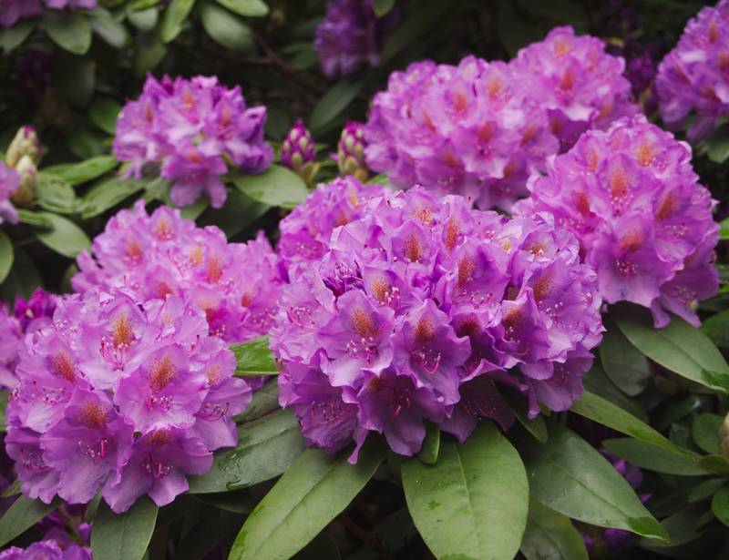 Rhododendrons Safe for Dogs