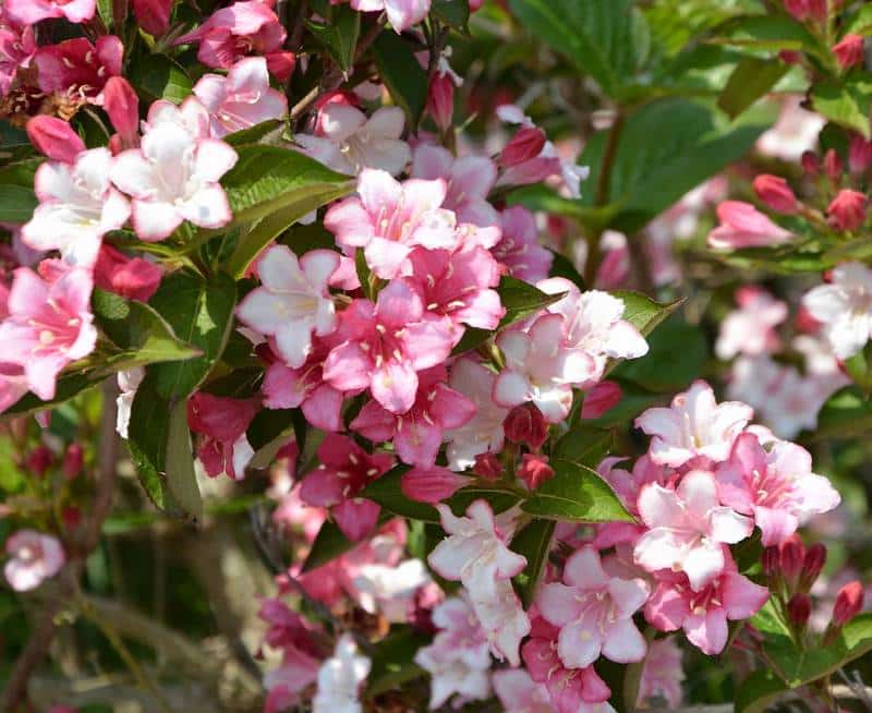 Is Weigela Poisonous to Dogs? Is Weigela Toxic to Dogs? [Answered]