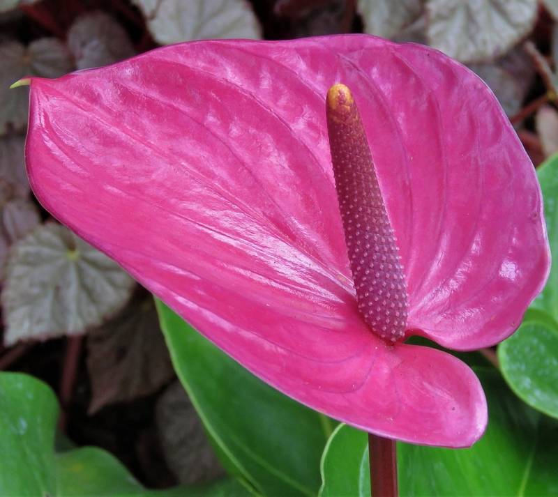 Anthurium and Dogs