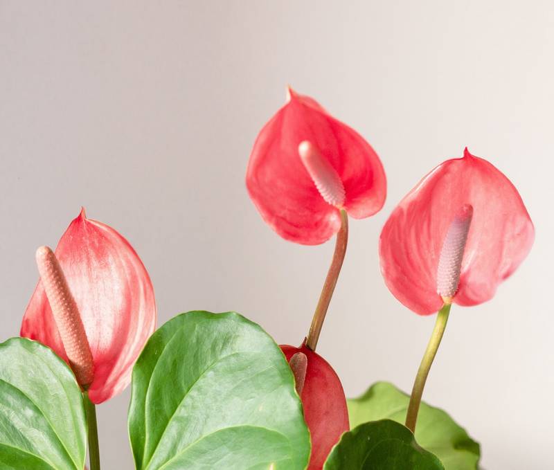 Are Anthurium Poisonous to Dogs?