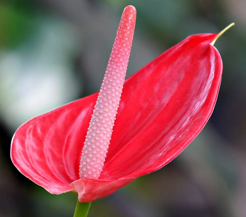 Are Anthurium Toxic to Dogs?