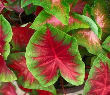 Are Caladiums Poisonous to Dogs?