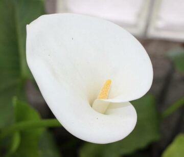 Are Calla Lilies Poisonous to Dogs?