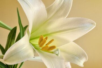 Are Easter Lilies Toxic to Dogs?