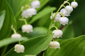 Are Lilies of the Valley Poisonous to Dogs?