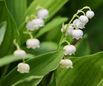 Are Lilies of the Valley Poisonous to Dogs?