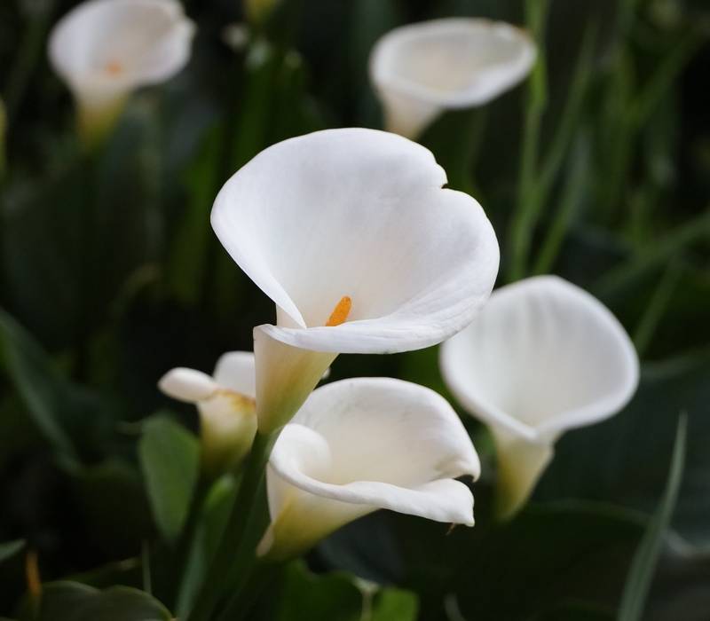 Are Calla Lilies Poisonous to Dogs? Is Calla Lily Toxic to Dogs? [Answered]