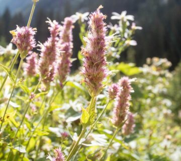 Is Agastache Toxic to Dogs?