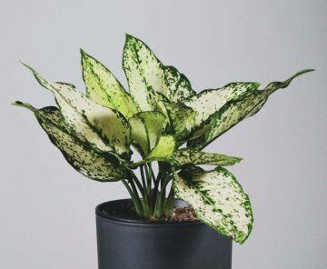 Is Aglaonema Toxic to Dogs?