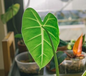 Is Alocasia Toxic to Dogs?