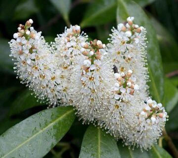 Is Cherry Laurel Poisonous to Dogs?