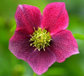 Is Hellebore Poisonous to Dogs?