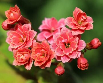 Is Kalanchoe Poisonous to Dogs?